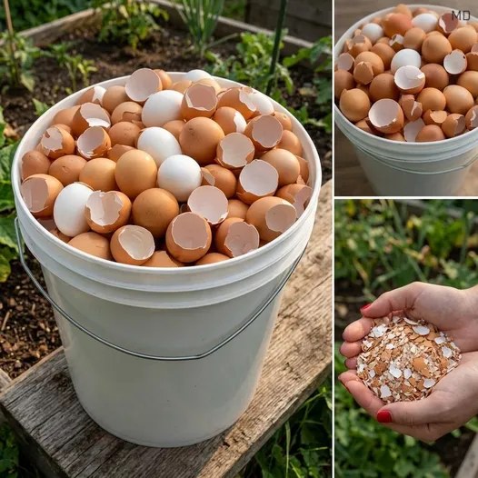 17 Creative Ways to Reuse Eggshells at Home