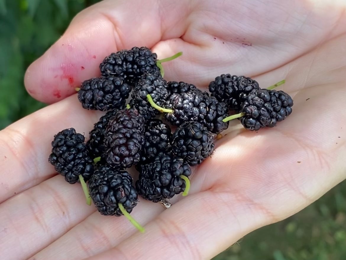 Have You Tried This Seasonal Fruit? Discover Its Nutritional Benefits and the Best Way to Enjoy It