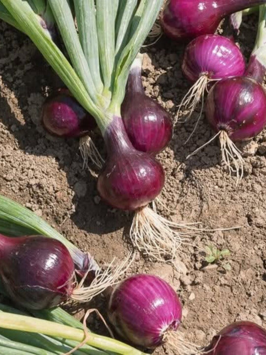 What Happens When You Eat Onions Regularly? Surprising Benefits You Might Not Expect