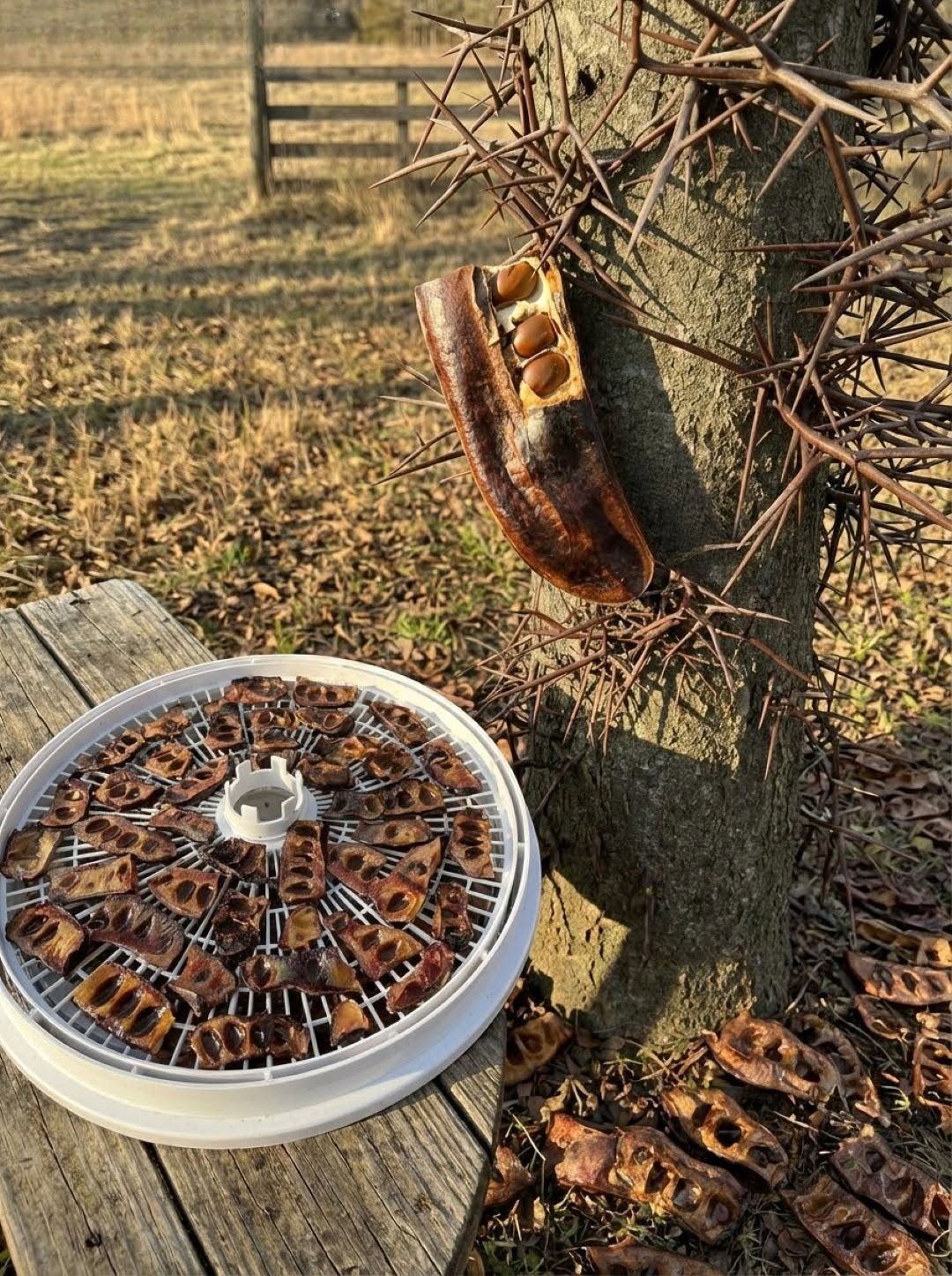 The Surprising Benefits Hidden Inside a Familiar Tree