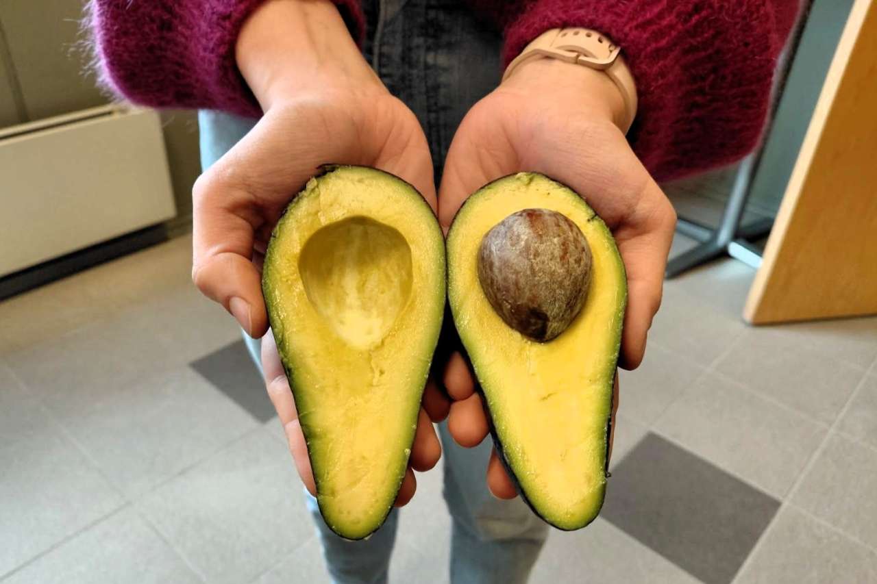 Doctors Explain What May Happen to Your Body When You Add Avocados to Your Diet
