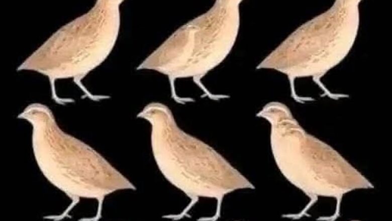 It’s NOT 9! How many birds can you actually find?