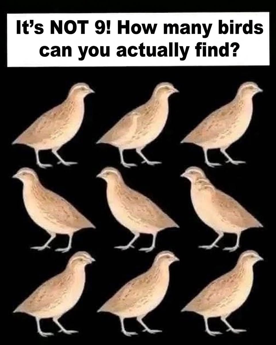 It’s NOT 9! How many birds can you actually find? It’s NOT 9! How many birds can you actually find?