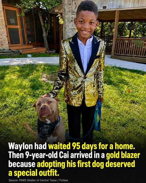Waylon Waited 95 Days for a Home — Then a 9-Year-Old Boy Arrived in a Gold Blazer Waylon Waited 95 Days for a Home — Then a 9-Year-Old Boy Arrived in a Gold Blazer