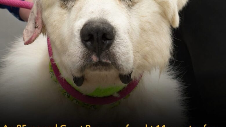 The Incredible True Story of Casper, the Dog Who Took On 11 Coyotes to Protect His Sheep