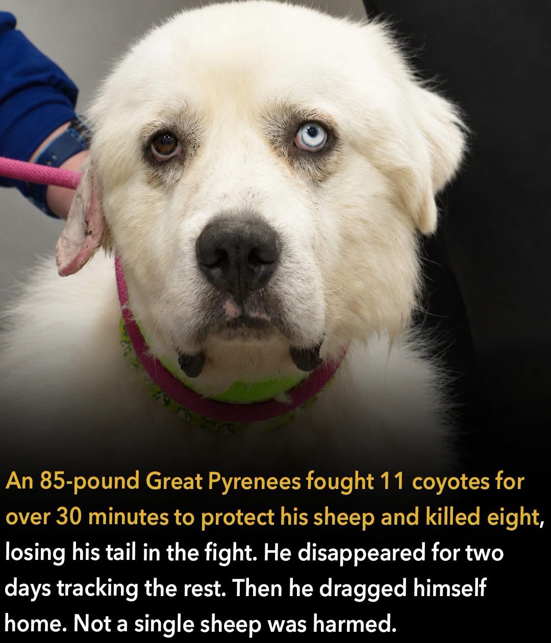 The Incredible True Story of Casper, the Dog Who Took On 11 Coyotes to Protect His Sheep